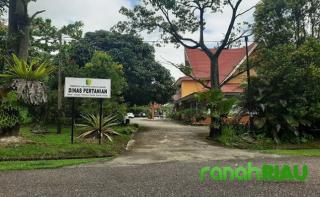 Distan Kuansing Segera Salurkan 20 Ekor Bantuan Sapi